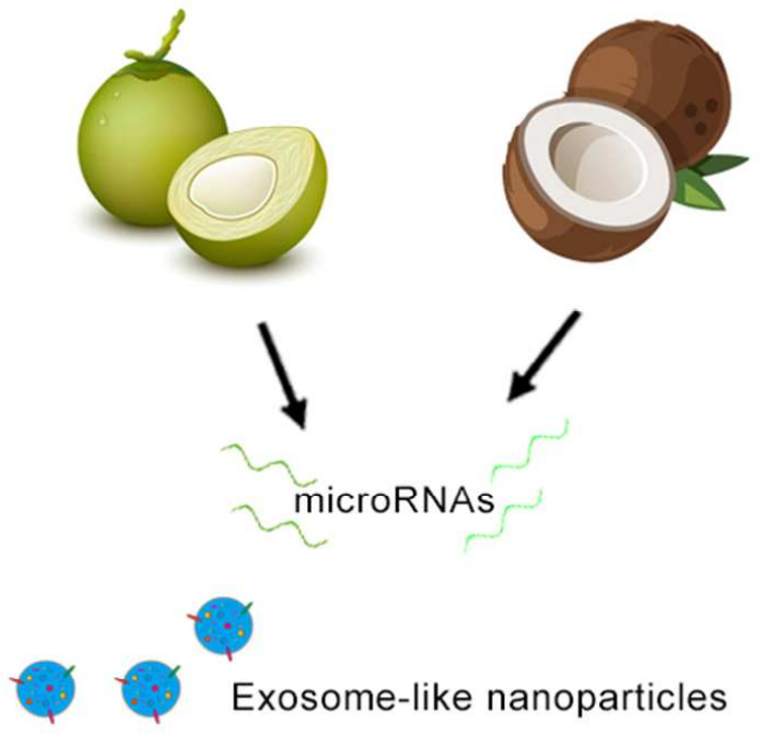Isolation and miRNA analysis of exosome-like nanoparticles from coconut water.